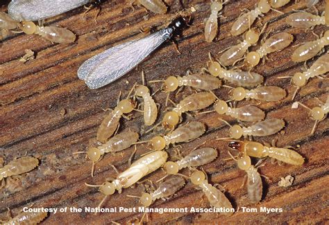 underground termites moisture